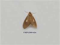 藏品(圓端擬燈蛾)的圖片